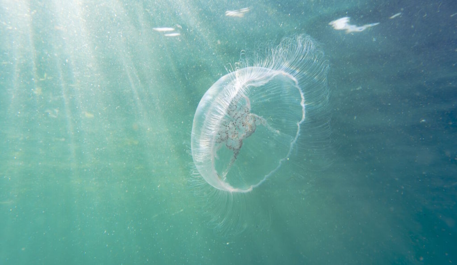 Jellyfish